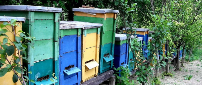 Helyi-vállalkozók-Jolán-méhészet
